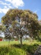 - Eucalyptus leucoxylon 'Euky Dwarf'